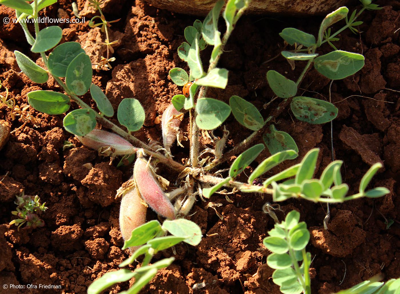Astragalus brachystachys